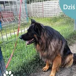 Znaleziono psa, Dąbrówka, 11 sierpnia 2024