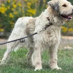 Imię: Petitek Czip: 616093902541470 Płeć: samiec Wiek: styczeń 2021 Wielkość: średni Kastracja/sterylizacja: tak Inne Psy: Akceptuje towarzystwo suczek i psów. Dzieci: W wieku szkolnym Charakter: Ener