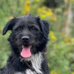 Imię: Szorstuś Czip: 616093902529839 Płeć: samiec Wiek: styczeń 2022 Wielkość: średni Kastracja/sterylizacja: tak Inne Psy: Akceptuje towarzystwo innych zwierząt Dzieci: W wieku szkolnym Charakter: En