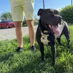 Znaleziono psa, Świdnica, 11 sierpnia 2024