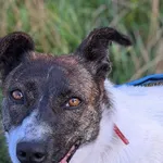 Oreo (5946)-rezerwacja, Samica