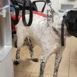 Znaleziono psa, Toruń, 11 sierpnia 2024