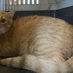 Znaleziono kota, Lublin, 13 sierpnia 2024