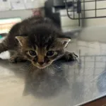 Nr: 357/2024 - Kot z Jawor