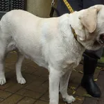 Znaleziono psa, Łódź, 17 sierpnia 2024