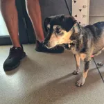 Przyjęty: 2024-08-16 Gmina: Pszczyna Płeć: Suka Opis: mieszaniec, czarne-podpalane