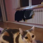 Zaginął kot, Niegowonice, 18 sierpnia 2024