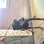 Znaleziono psa, Chełmek, 17 sierpnia 2024