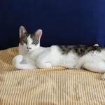 Zaginął kot, Łódź, 18 sierpnia 2024