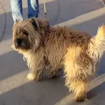 Zaginął pies, Starzyna, 18 sierpnia 2024