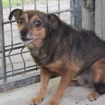 Znaleziono psa, Nowa Krępa, 11 lipca 2024