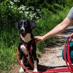 Alex niestety wrócił do naszego schroniska po nieudanej adopcji. To młody, trochę nieokrzesany, spragniony kontaktu z człowiekiem psiak. Jest żywiołowy, chętny do zabawy. Nastawiony na pracę. Szybko s