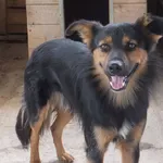 Lawi to pies przywieziony w dniu 19.07.2024r z terenu gm. Wilków, średni,wycofany