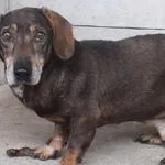 Seriusz to pies przywieziony w dniu 06.08.2024r z terenu gm. Warka, stary, ostrożny do obcych