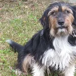 Likol to pies przywieziony w dniu 26.07.2024r z terenu gm. Parysów, kontaktowy, miły,nieduży