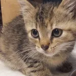 Sokółka to kotka przywieziona w dniu 05.08.2024r z terenu gm. Sobolew, kocię kontaktowe,miłe