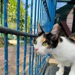 Rózia jest piękna, przyjazna, cierpliwa i młoda. Kotka uwielbia się przytulać do człowieka i spędzać z nim czas. Płacze, gdy zostaje sama w klatce. Nie ukrywamy, że jest to ciężkie. Jednak w schronisk