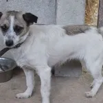 Lubka to mała suczka przywieziona w dniu 11.07.2024r z terenu gm. Sobolew, młoda, nieufna do obcych