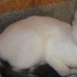 Liner to kocur przywieziony w dniu 19.07.2024r z terenu gm. Trojanów, kontaktowy, dorosły