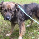 Sezon to pies przywieziony w dniu 07.08.2024r z terenu gm. Stoczek Łukowski, średni, ostrożny do obcych