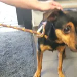 Pies odnaleziony w dniu 15.08.2024 r. przy ul. Łukasiewicza.