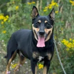 Imię: Kodi Czip: 616093902284947 Płeć: samiec Wiek: styczeń 2018 Wielkość: średni Kastracja/sterylizacja: tak Inne Psy: Akceptuje towarzystwo innych zwierząt Dzieci: W wieku szkolnym Charakter: Energi