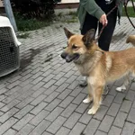 Nr: 367/2024 - Pies z Marciszów