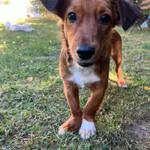 Nakolankowy Uszatek, 5 miesięczny SZCZENIAK