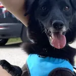 Chopin (5794), Samiec