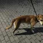 Nr: 369/2024 - Pies z Świdnica Miasto