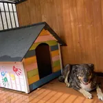 Nr: 371/2024 - Pies z Jawor