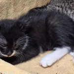 Kot do adopcji, Orzechowce, 16 lipca 2024