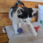 Kot do adopcji, Czartki, 21 sierpnia 2024