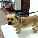 Bytom mieszaniec biszkopt pies 364/2024