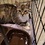 Przyjęty: 2024-07-18 Gmina: Brzeszcze Płeć: Kotka Opis: europejska, tricolor