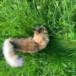 ZAGINĘŁA KOTKA MAINCOON