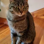 Zaginął kot, Łęki, 25 sierpnia 2024