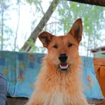 Oddam psa, Olsztyn, 26 sierpnia 2024