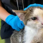 Nr: 392/2024 - Kot z Marciszów