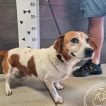 Przyjęty: 2024-08-27 Gmina: Pszczyna Płeć: Suka Opis: mieszaniec, biało-rude