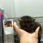 Nr: 381/2024 - Kot z Żarów