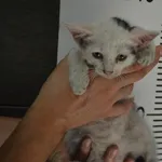 Przyjęty: 2024-08-26 Gmina: Żywiec Płeć: Kocur Opis: europejska, biało-czarne