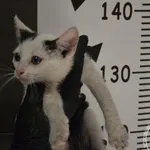 Przyjęty: 2024-08-26 Gmina: Żywiec Płeć: Kotka Opis: europejska, biało-czarne