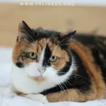 Kot do adopcji, Chmielnik, 28 sierpnia 2024