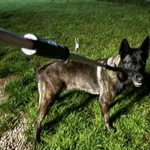 Nr: 375/2024 - Pies z Walim