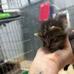 Nr: 378/2024 - Kot z Żarów