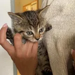 Nr: 386/2024 - Kot z Fundacja Mam Pomysł