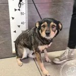 Przyjęty: 2024-08-21 Gmina: Czernichów Płeć: Suka Opis: mieszaniec, płowe