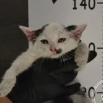 Przyjęty: 2024-08-26 Gmina: Żywiec Płeć: Kotka Opis: europejska, biało-czarne