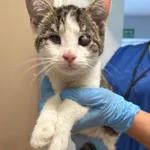 4551/119/24 Tymek - data przyjęcia - 28.08.2024